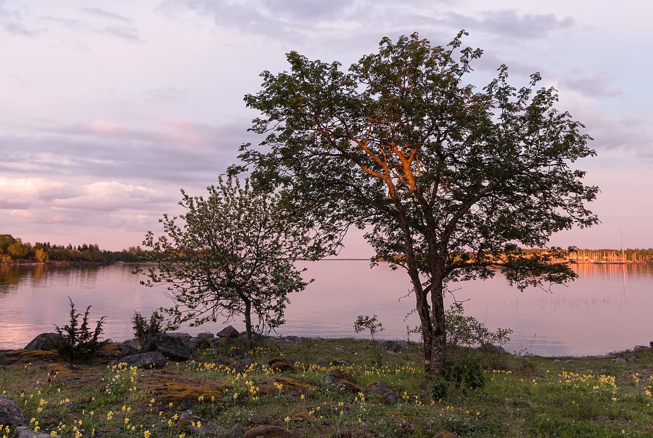 Försommarkväll med gullvivor i Roslagens skärgård, Norrtälje